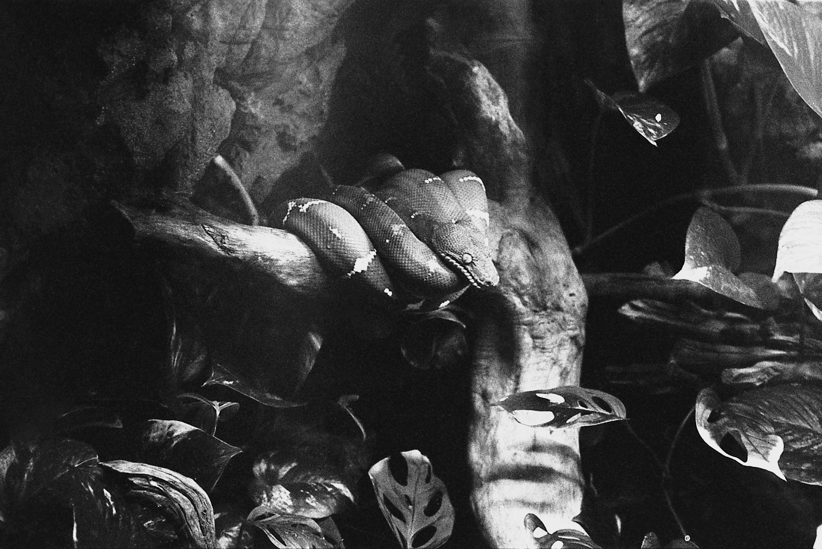 St. Louis Aquarium, MO, Jan. 2025