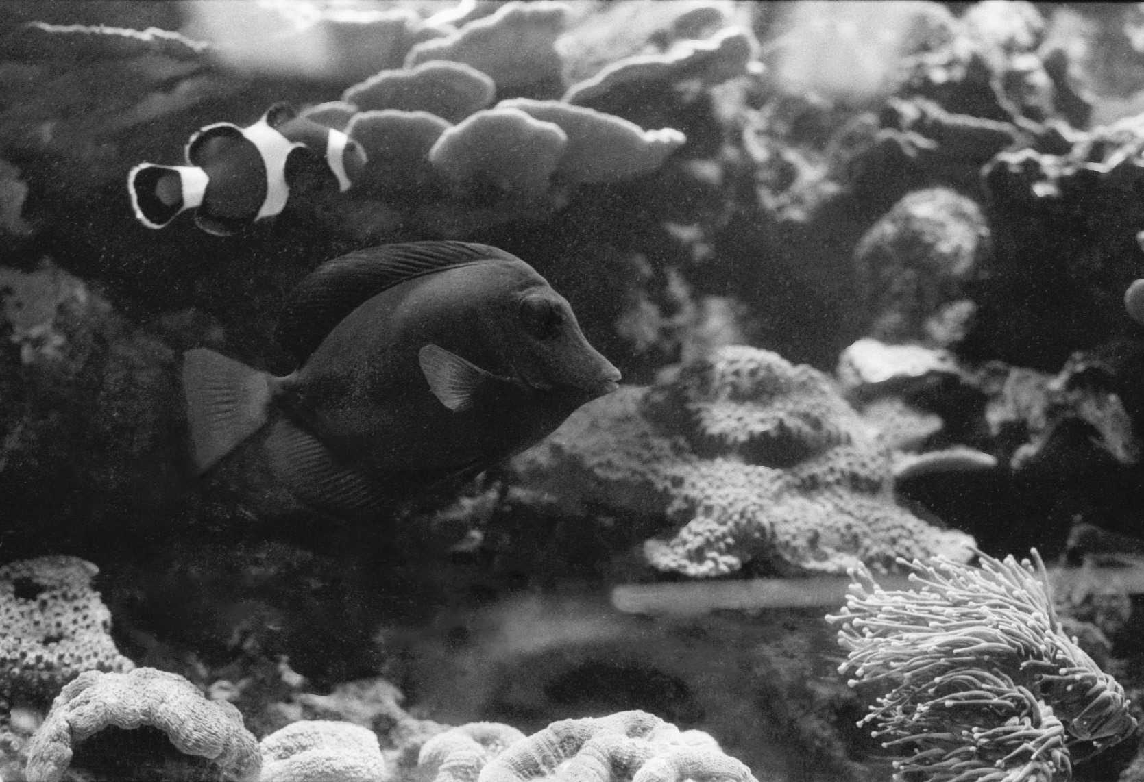 Sandy's Pet Shop, KY, Nov. 2023