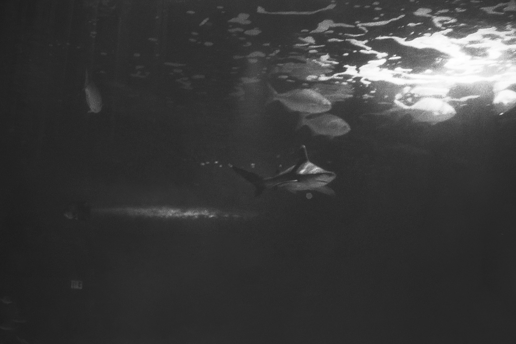 Newport Aquarium, KY, Nov. 2024