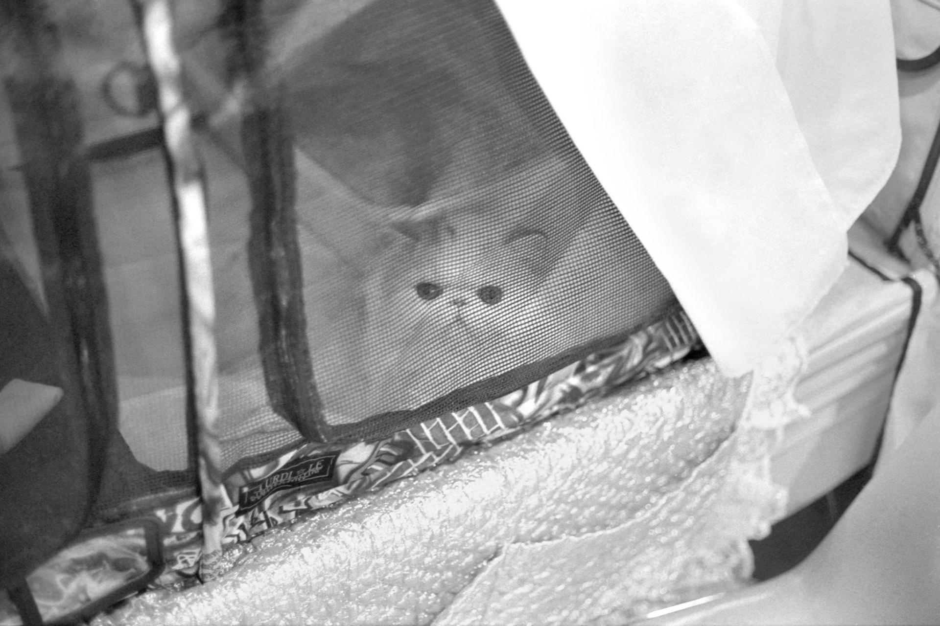 ACFA Cat Show, KY, Oct. 2025