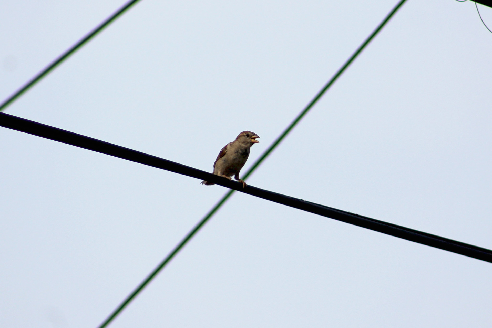 House sparrow, KY, Aug. 2023