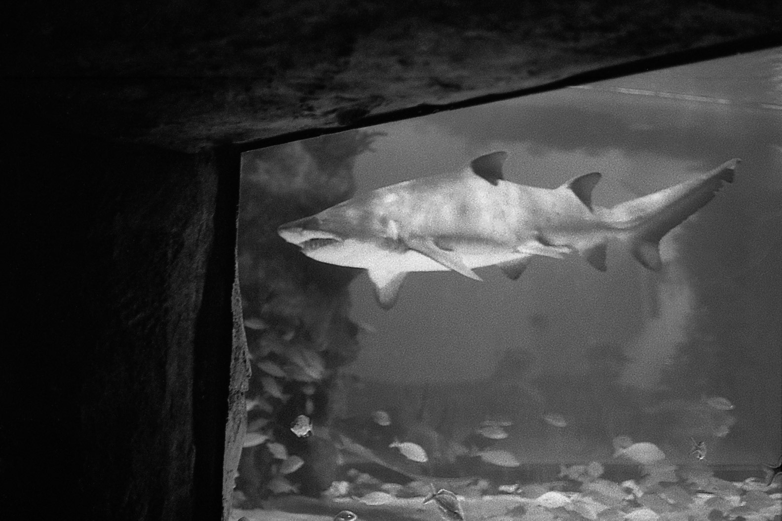 Newport Aquarium, KY, Nov. 2024