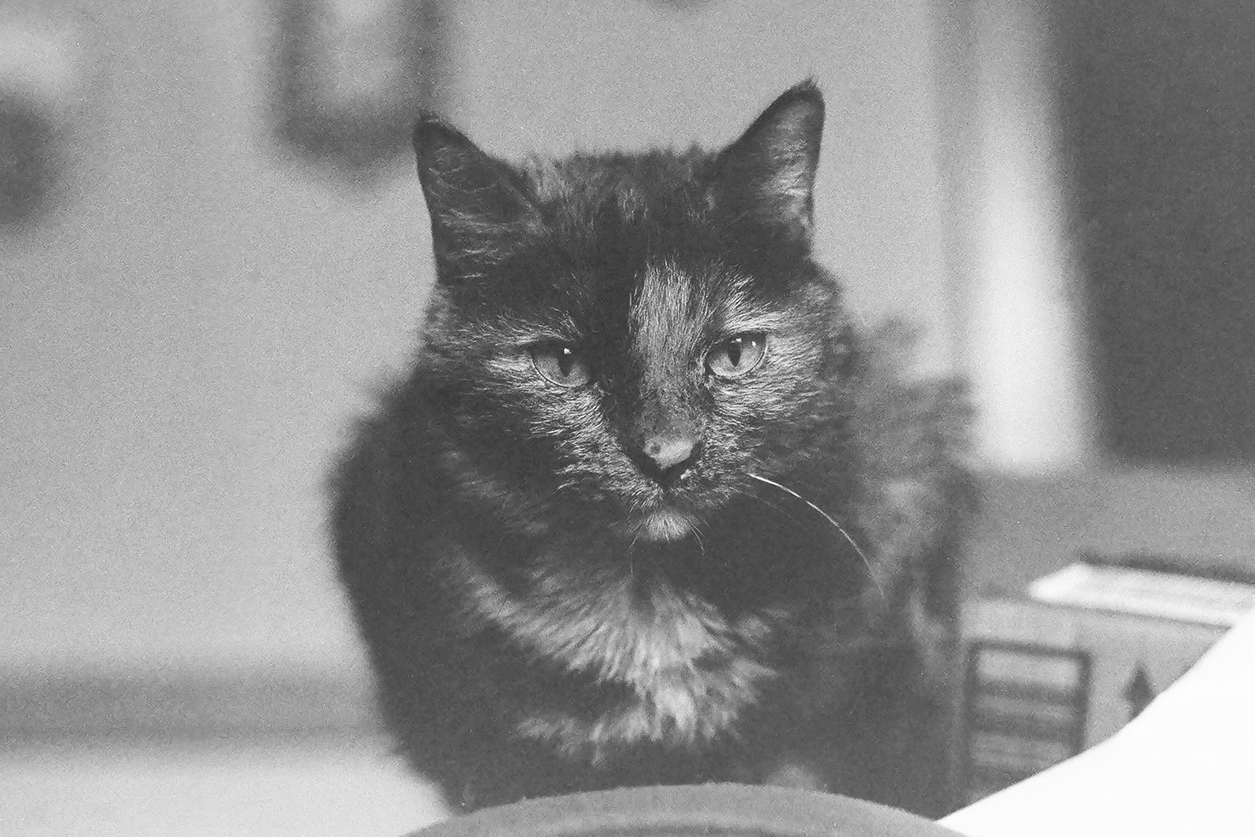 Tortoiseshell cat, KY, Feb. 2024