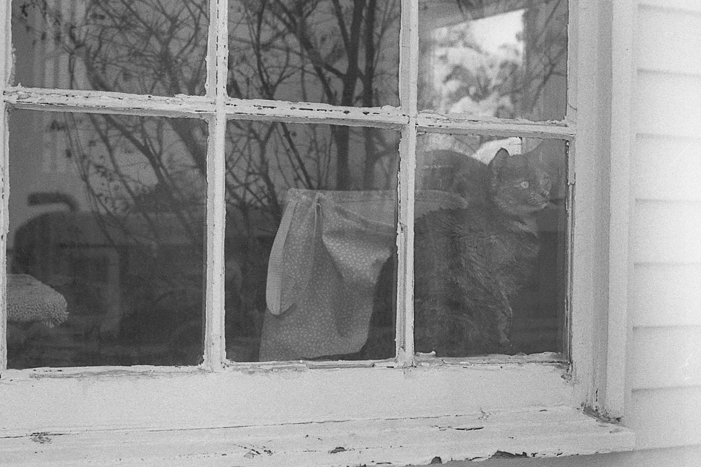 Cat in reflective window, KY, Jan. 2025