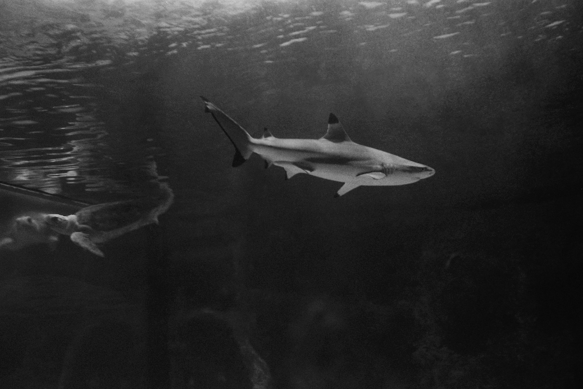 Newport Aquarium, KY, Nov. 2023