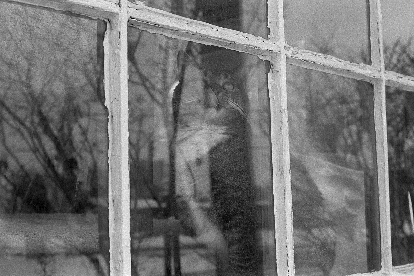 Cat in reflective window, KY, Jan. 2025