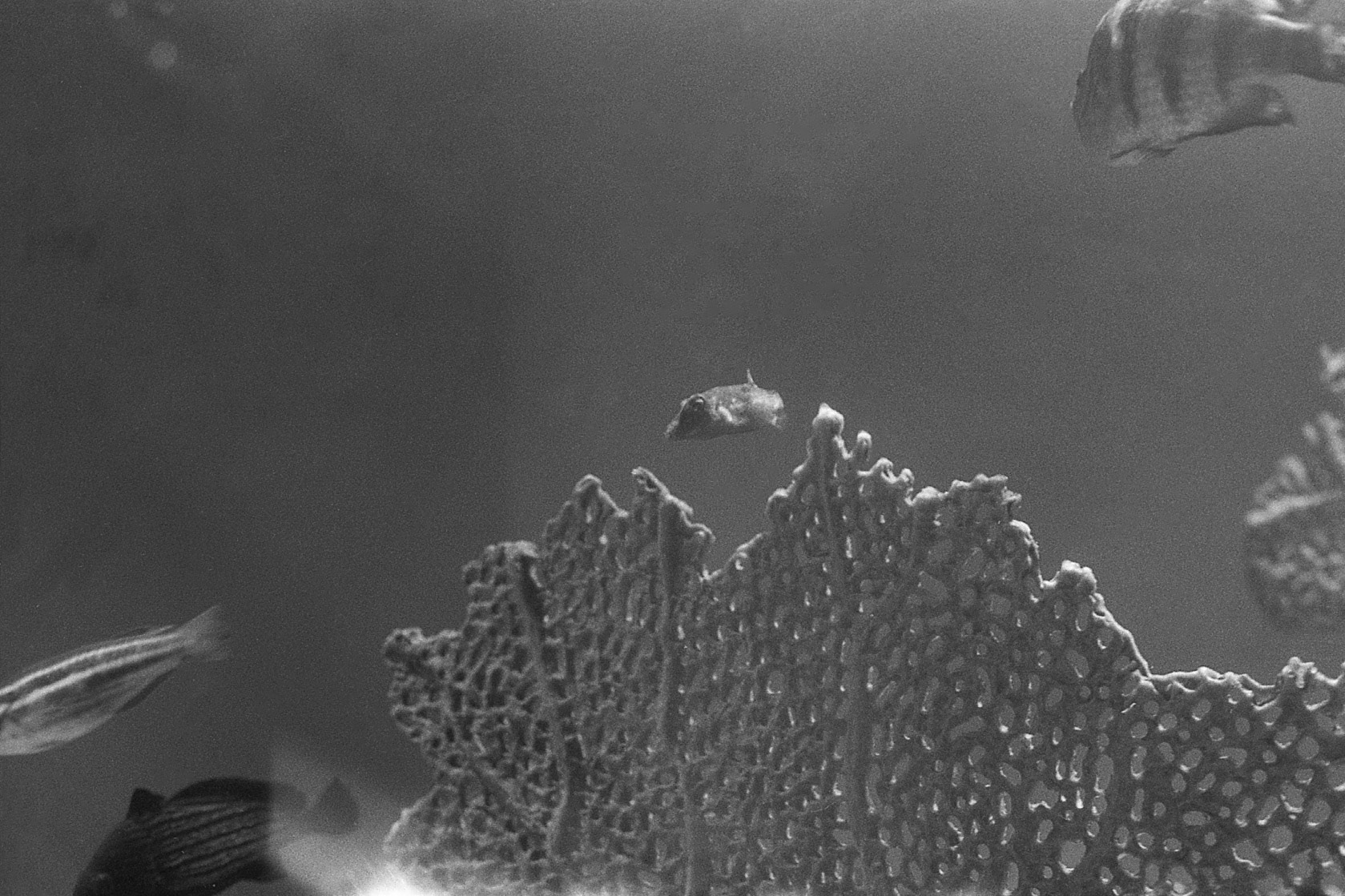 Newport Aquarium, KY, Nov. 2024