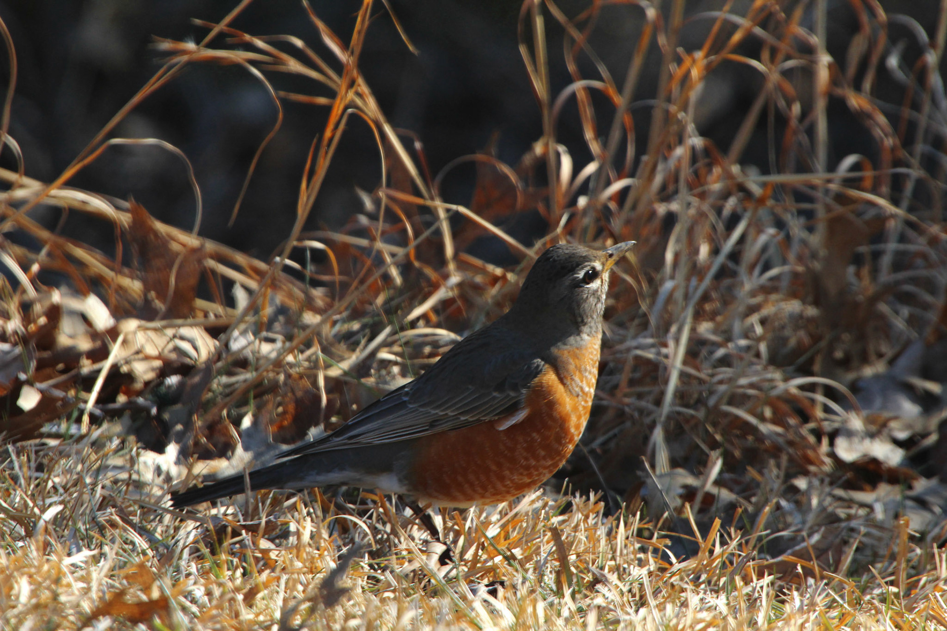 American robin, Highview Park, KY, Mar. 2025