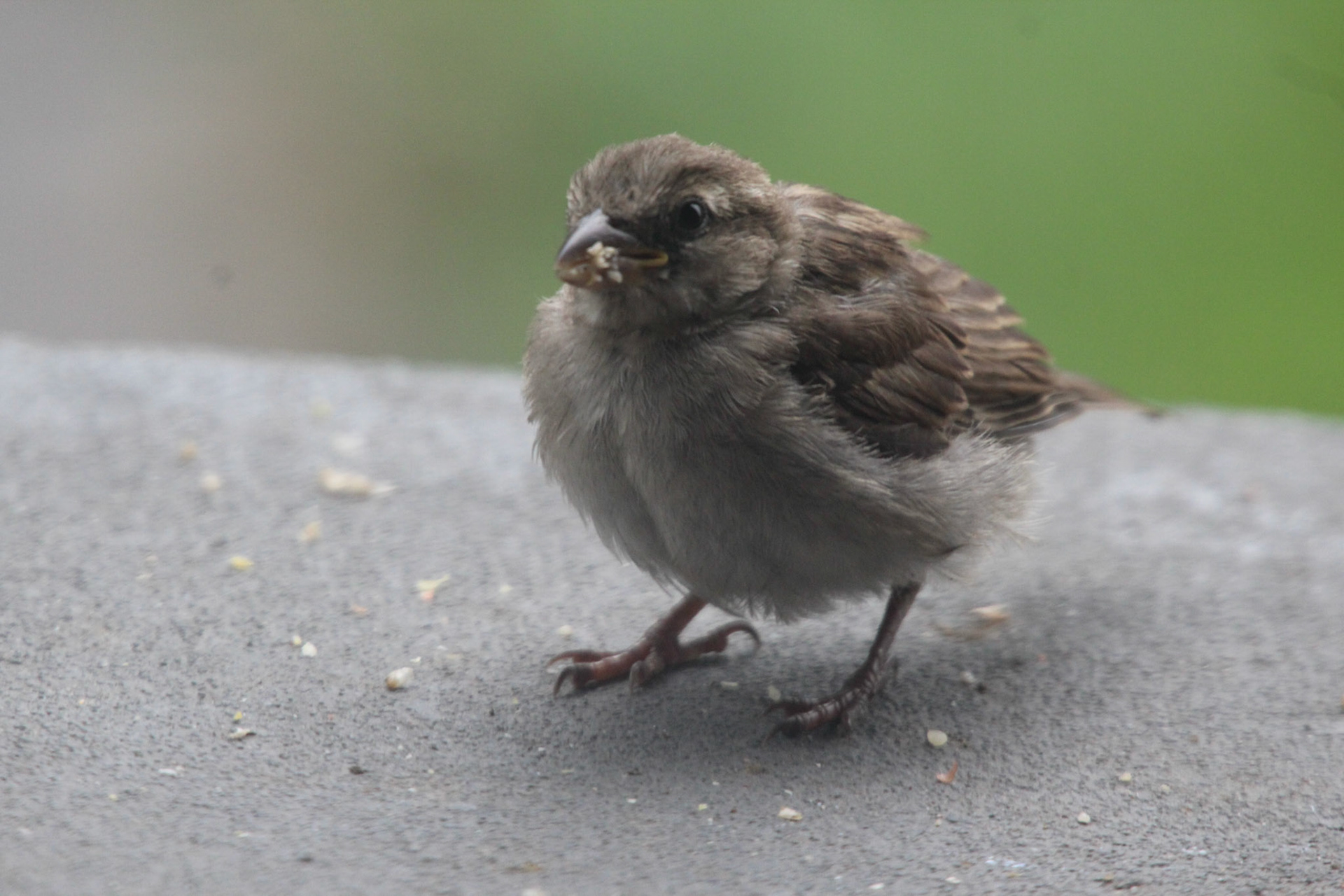 Fledgling house sparrow, KY, Jun. 2024