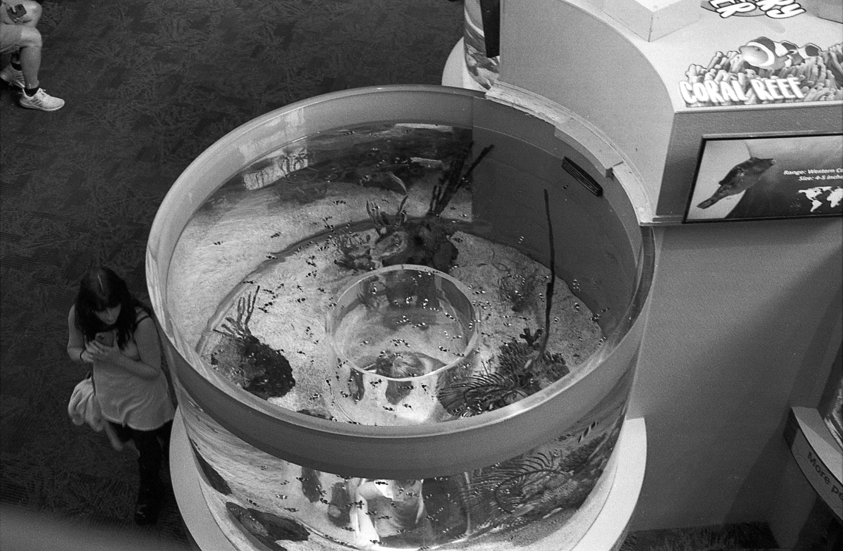 Ripley's Aquarium of the Smokies, TN, May 2024