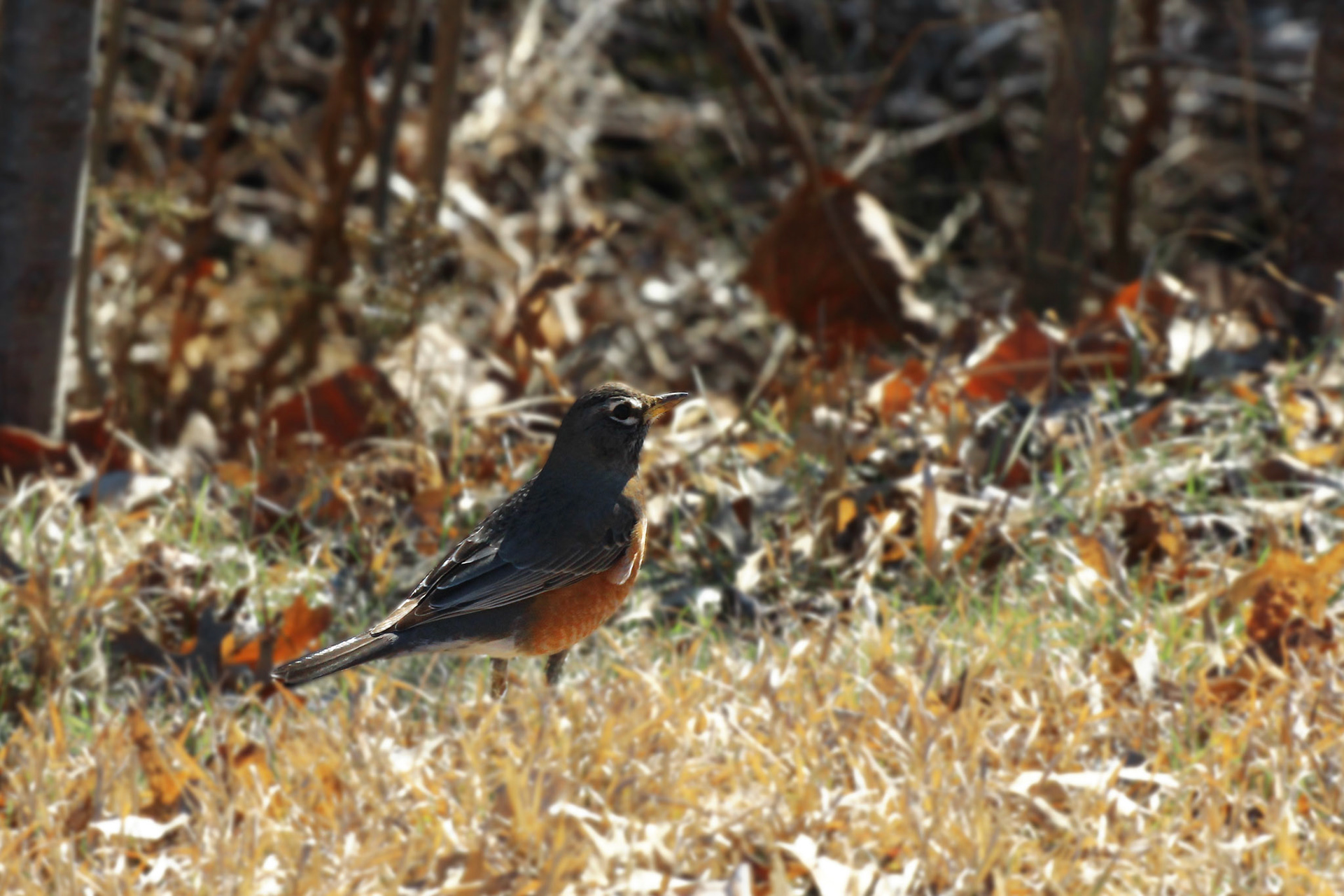 American robin, Highview Park, KY, Mar. 2025