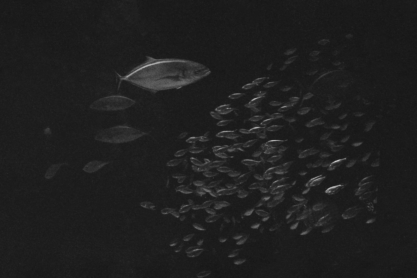 St. Louis Aquarium, MO, Jan. 2025