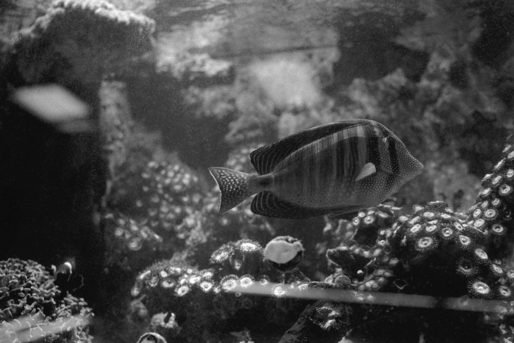 Sandy's Pet Shop, KY, Nov. 2023