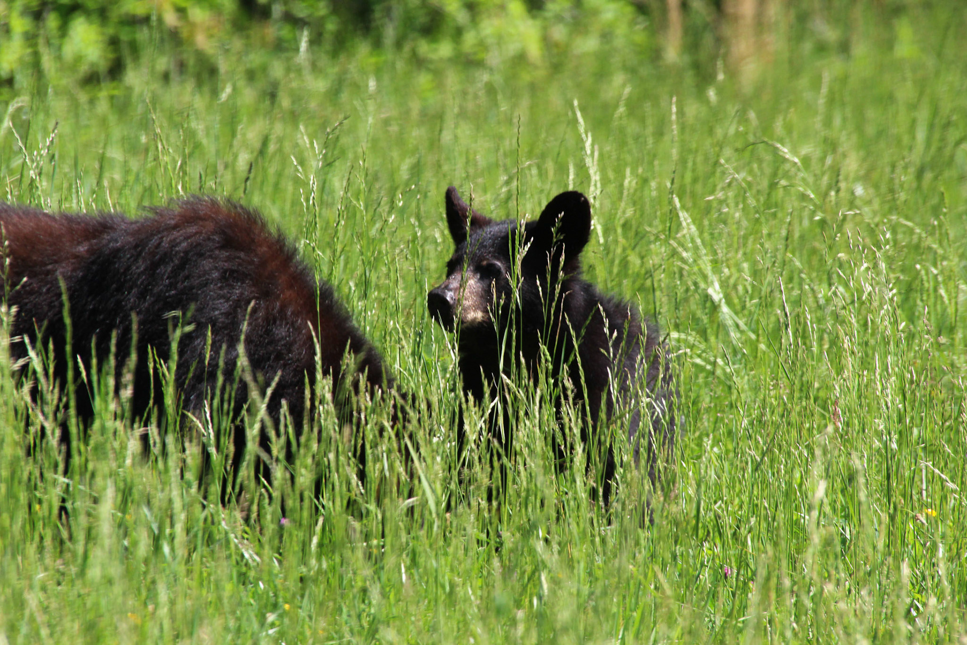 Baby black bear with mother, Gatlinburg, TN, May 2024
