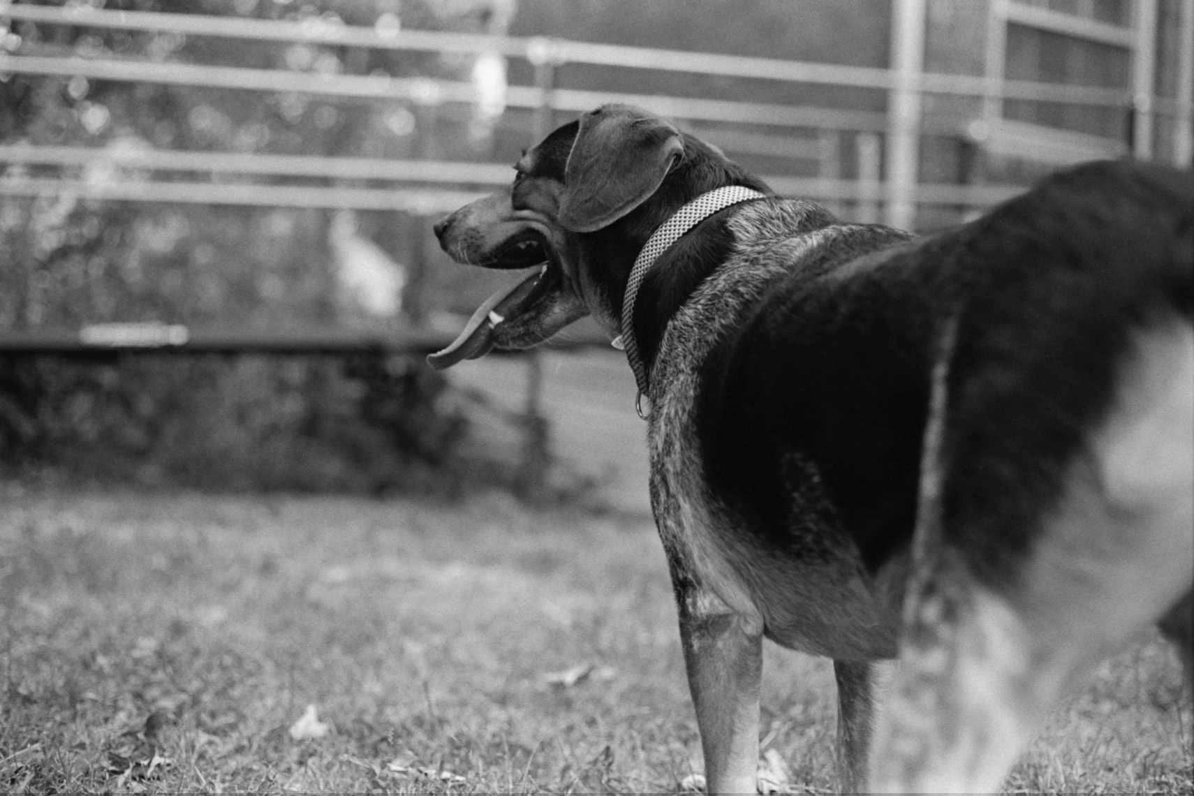 Beagle mix puppy, KY, Sep. 2023