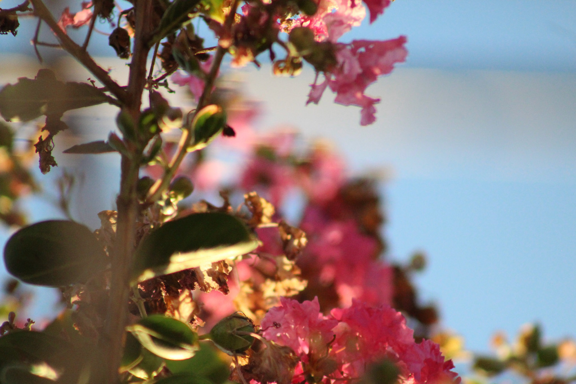 Crape myrtle, KY, Sep. 2023
