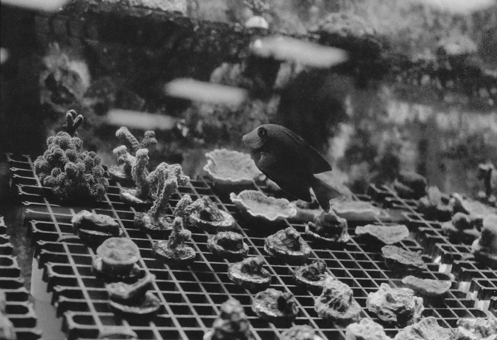 Sandy's Pet Shop, KY, Nov. 2023