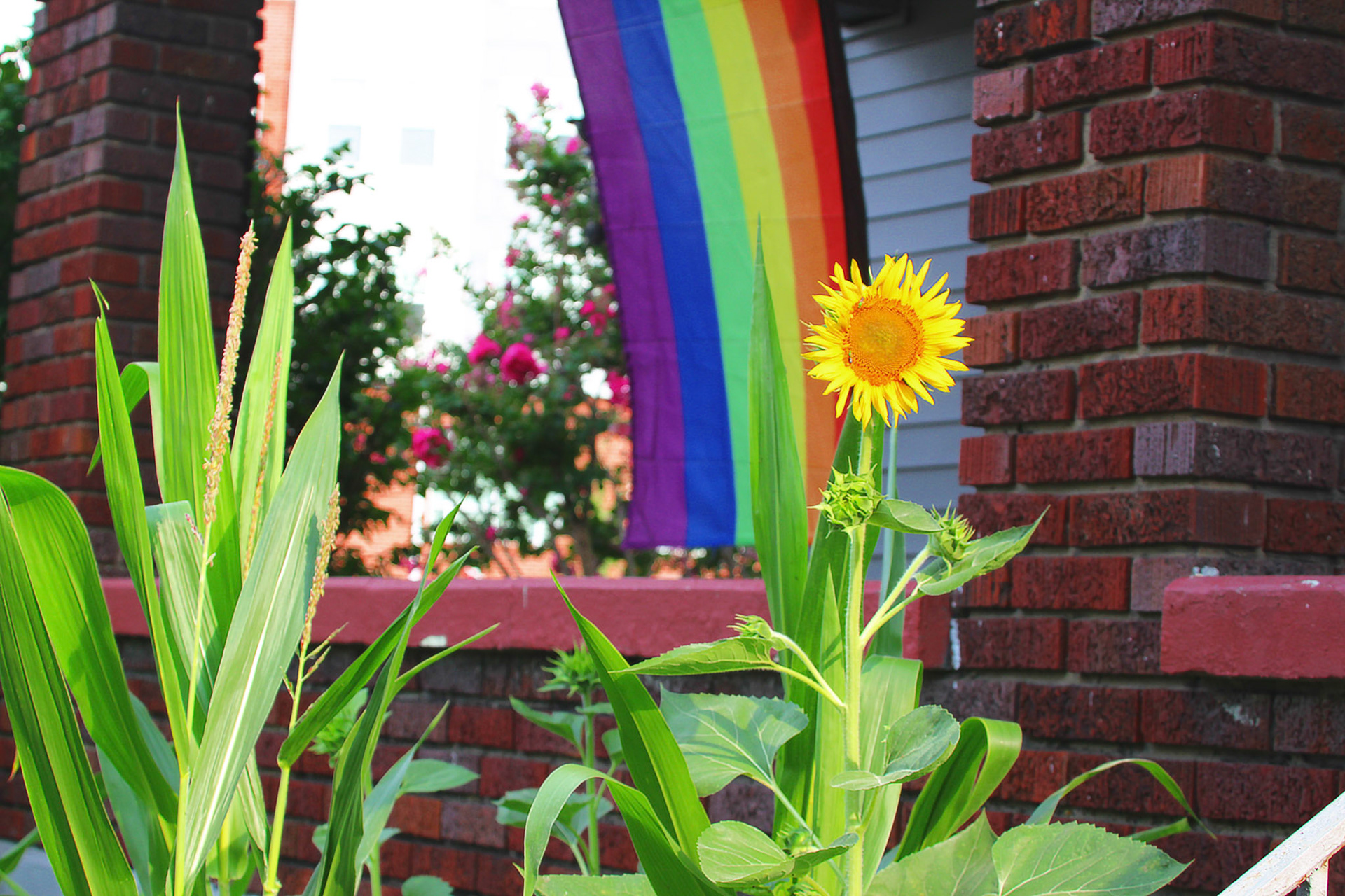 Garden in front of pride flag, KY, Jul. 2024