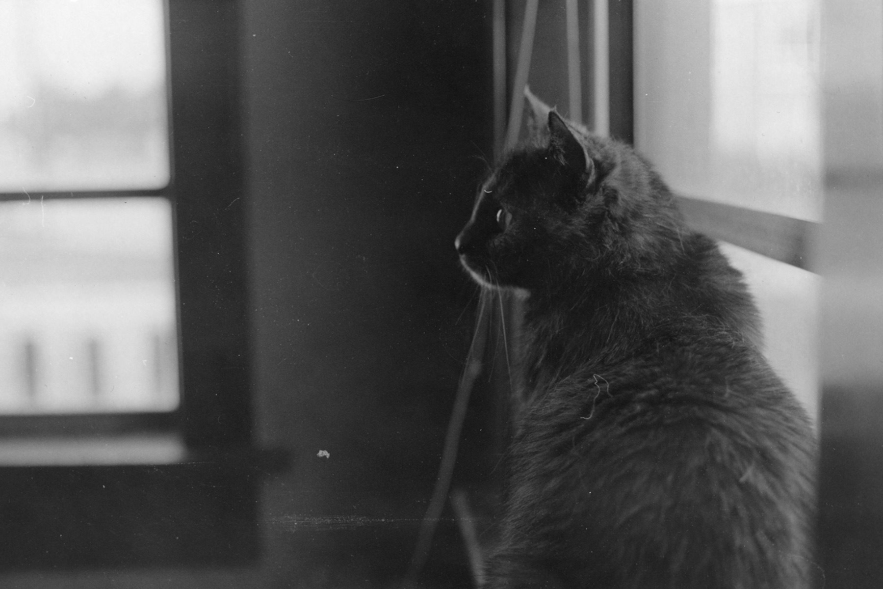 Tortoiseshell cat, KY, Oct. 2023