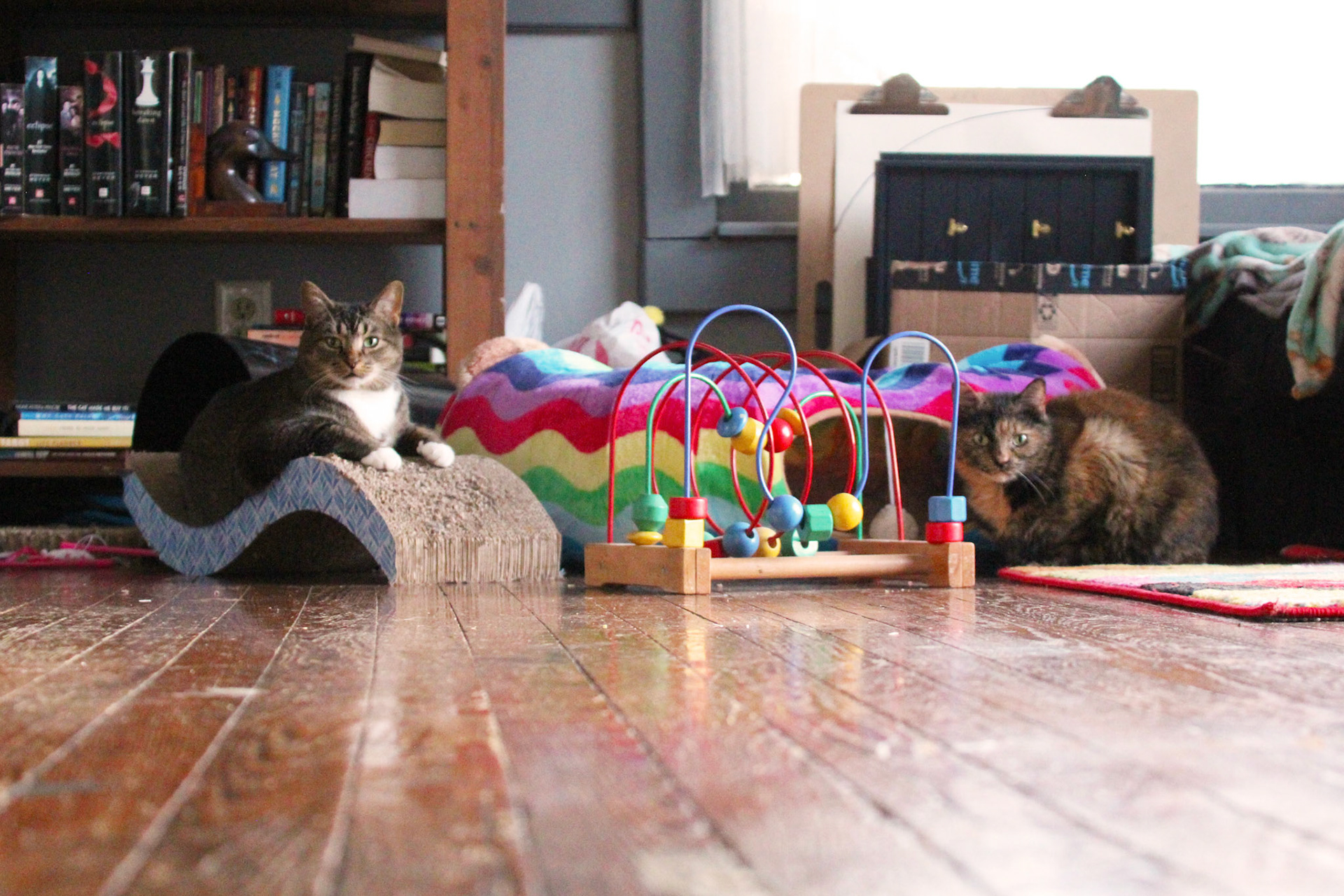 Two cats with colorful toys, KY, Feb. 2025