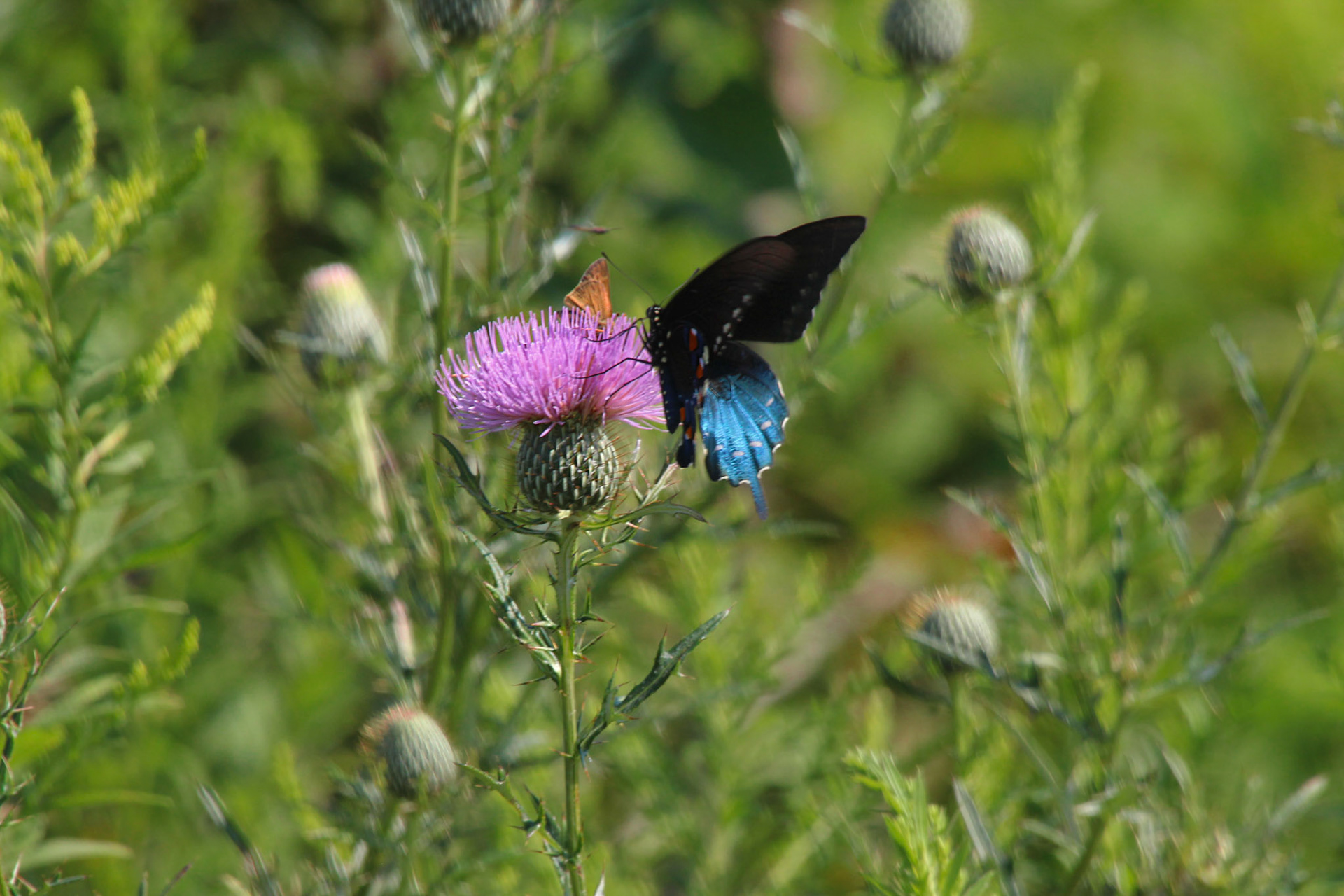 California pipevine swallowtail butterfly on thistle, KY, Aug. 2024