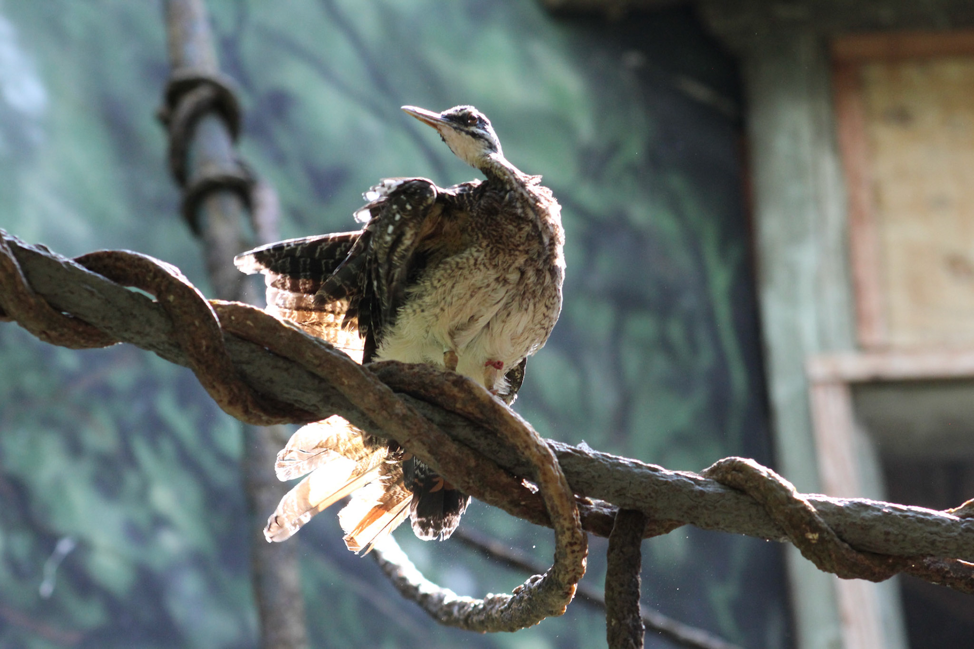 Louisville Zoo, KY, Aug. 2023