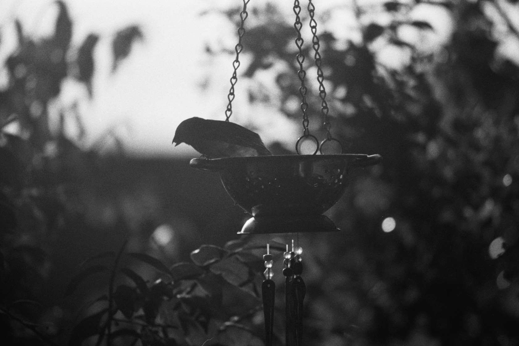 House sparrow on feeder, KY, Sep. 2023