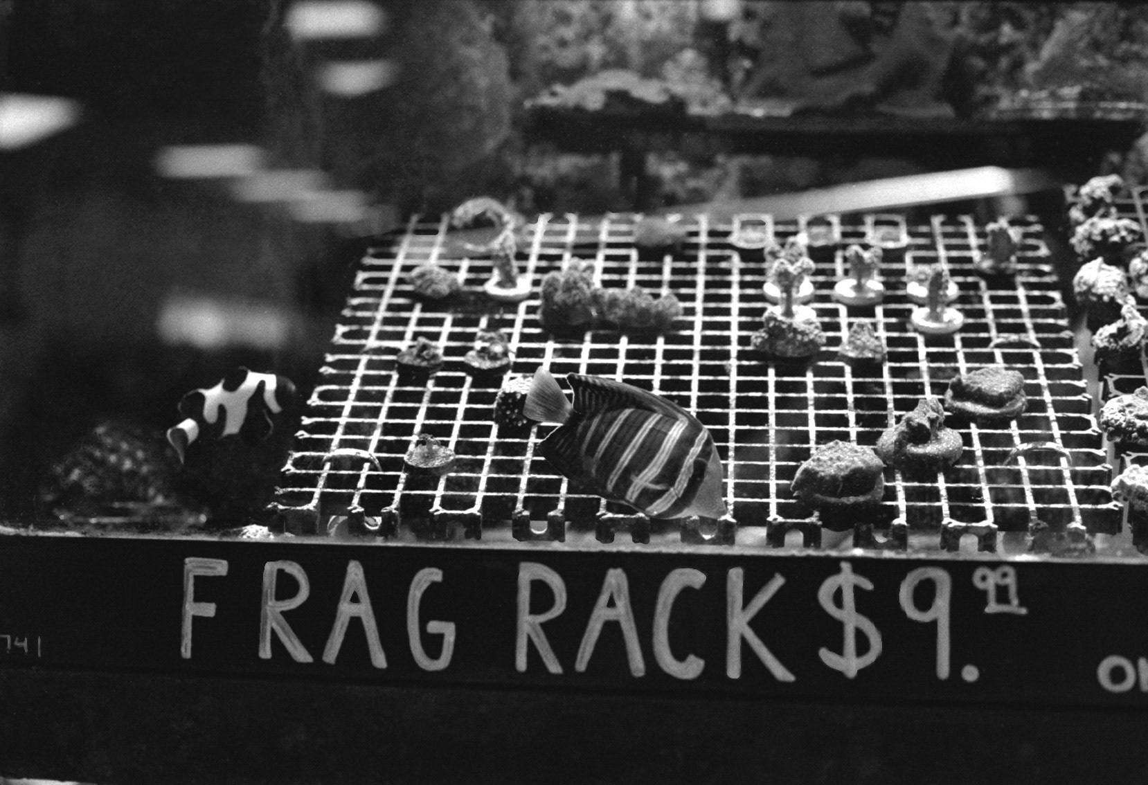 Sandy's Pet Shop, KY, Nov. 2023