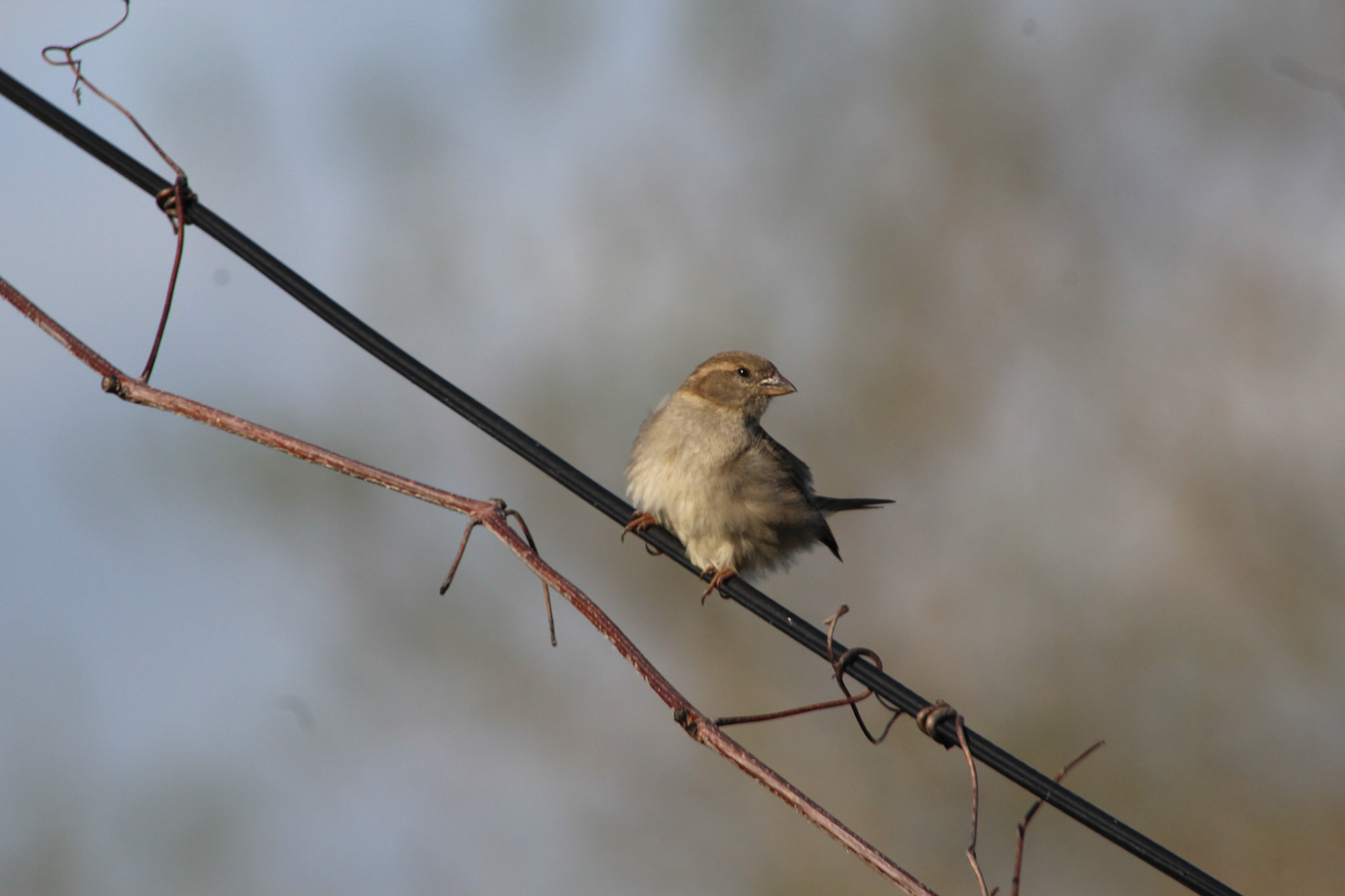Molting house sparrow, KY, Aug. 2024