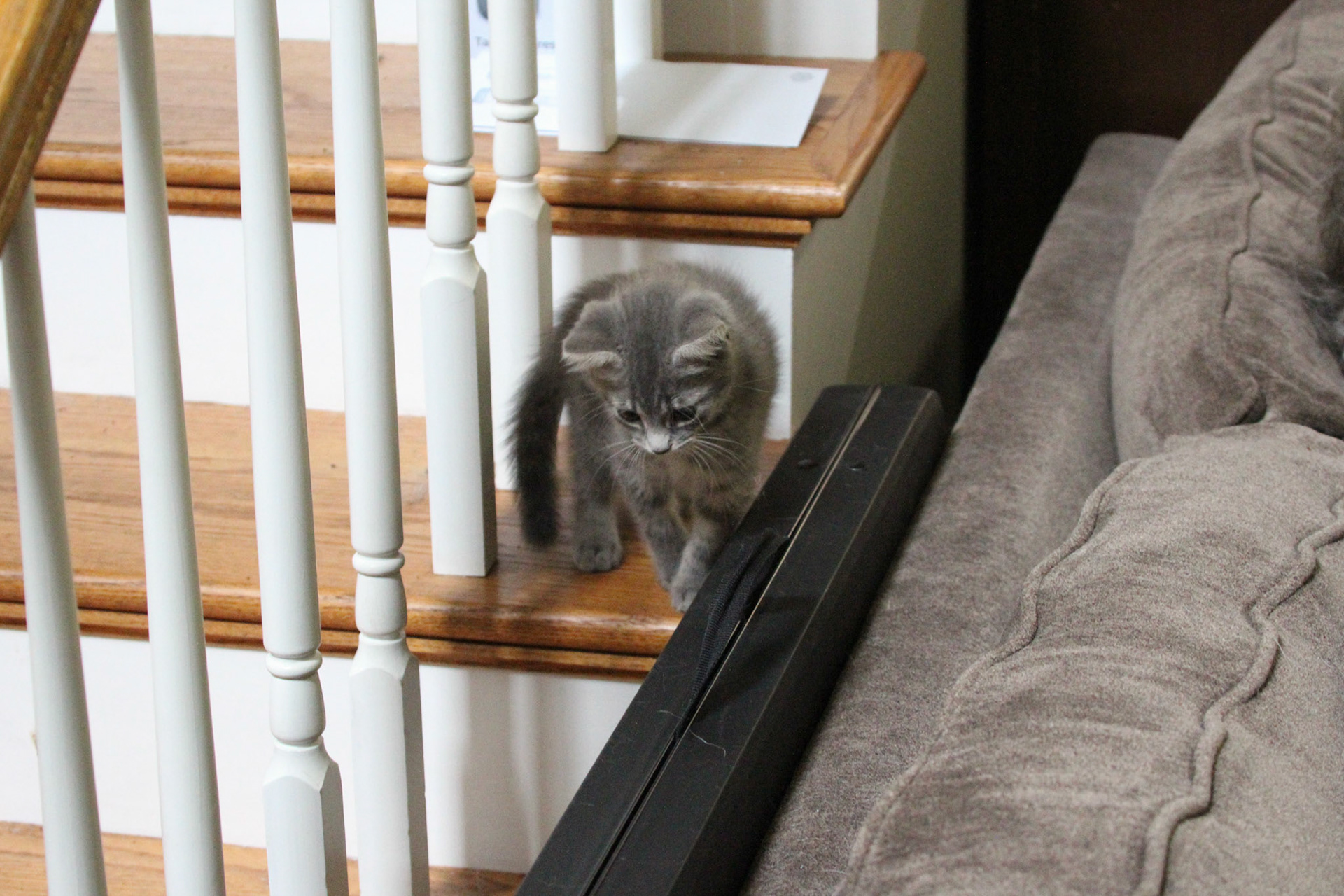 Tabby kitten on stairs, KY, Jun. 2024