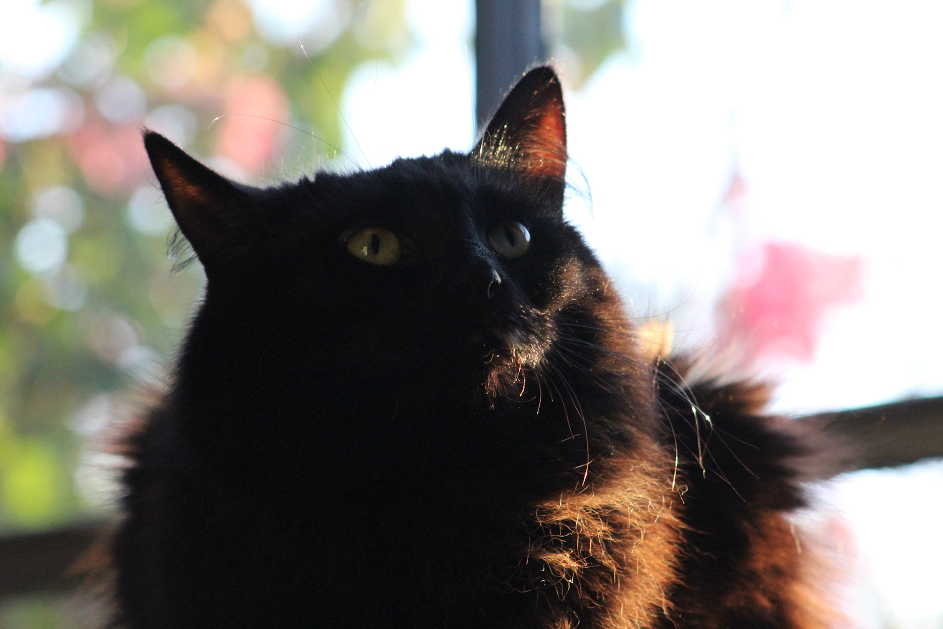 Longhair cat, KY, Apr. 2024