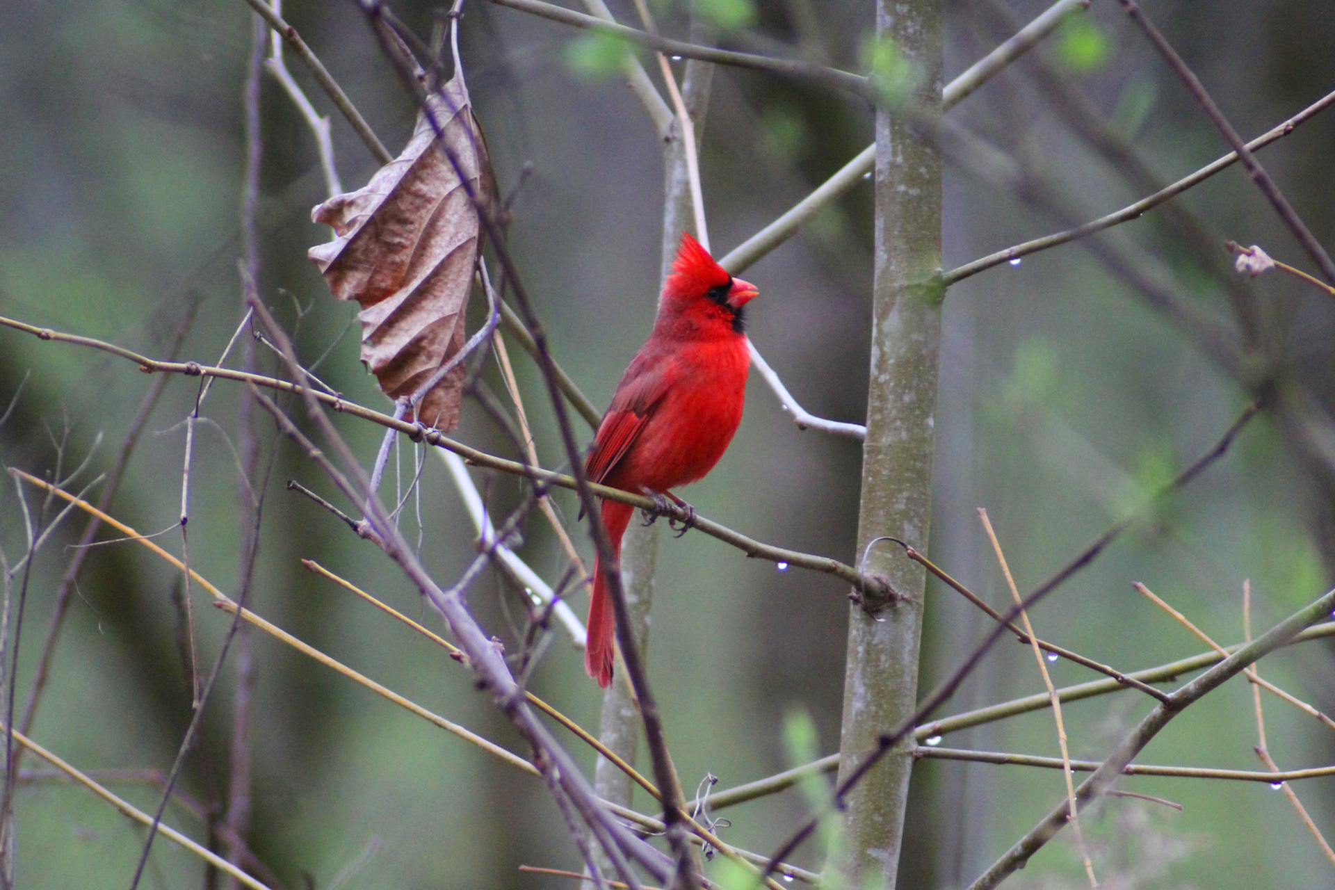 Northern cardinal, Brown Park, KY, Mar. 2024