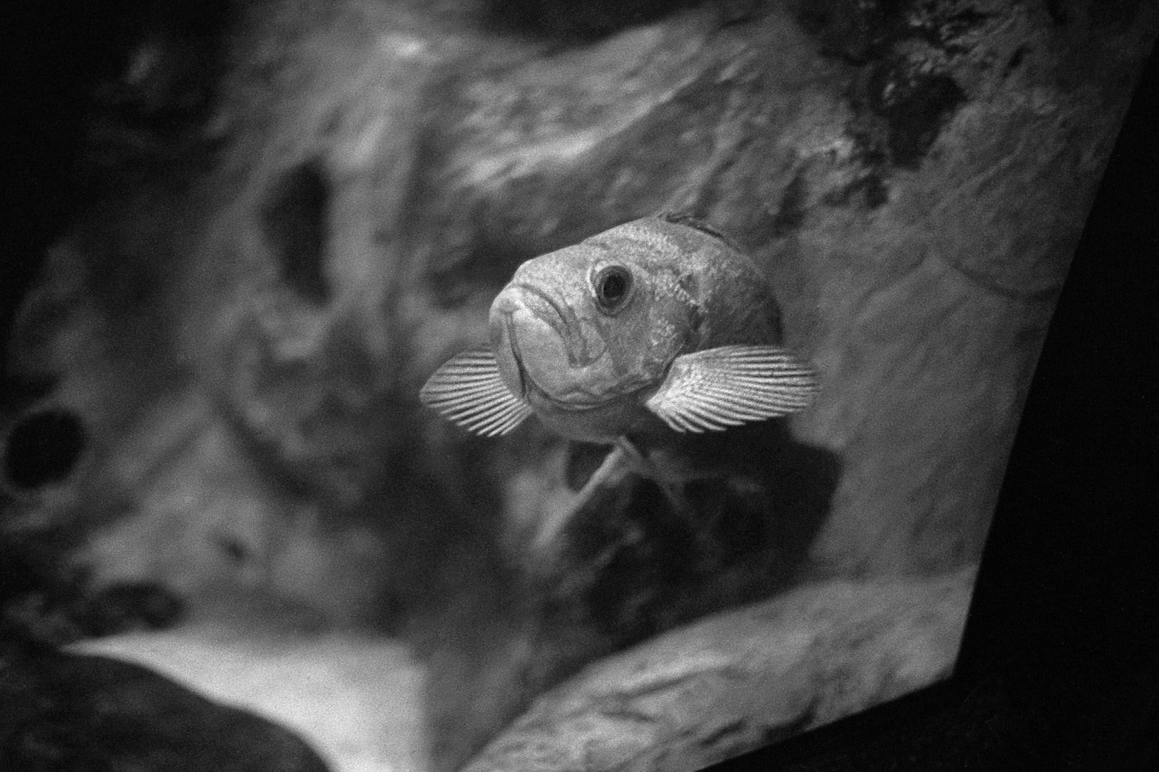 Newport Aquarium, KY, Nov. 2024