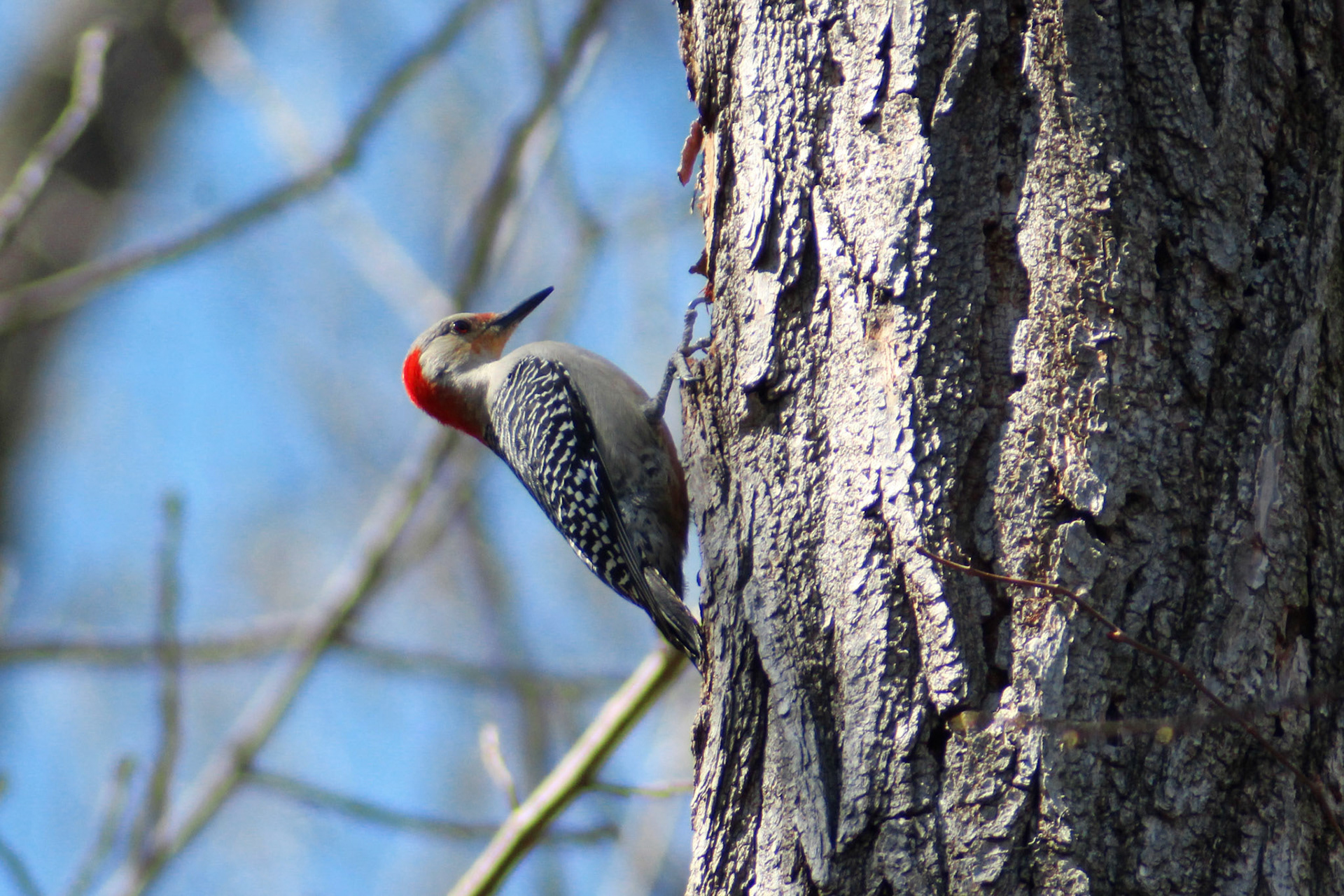 Red-bellied woodpecker, Putney Pond, KY, Mar. 2024