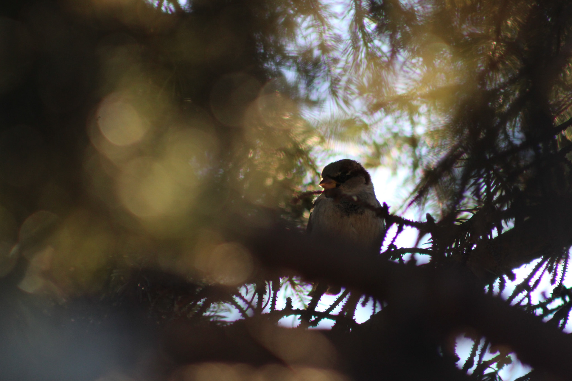 House sparrow, KY, Jan. 2024