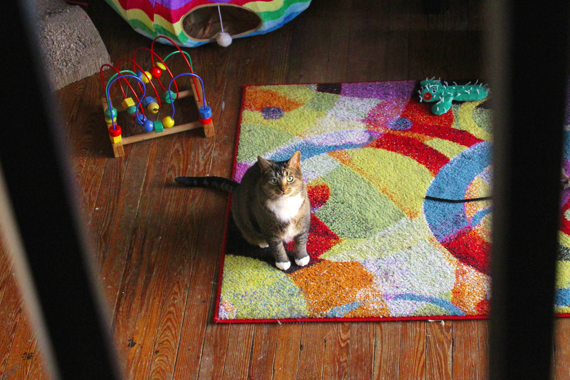 Tabby cat on colorful rug with toys, KY, Feb. 2025