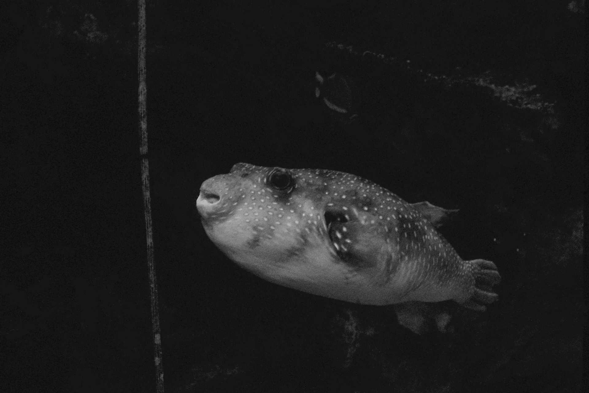 Sandy's Pet Shop, KY, Nov. 2023