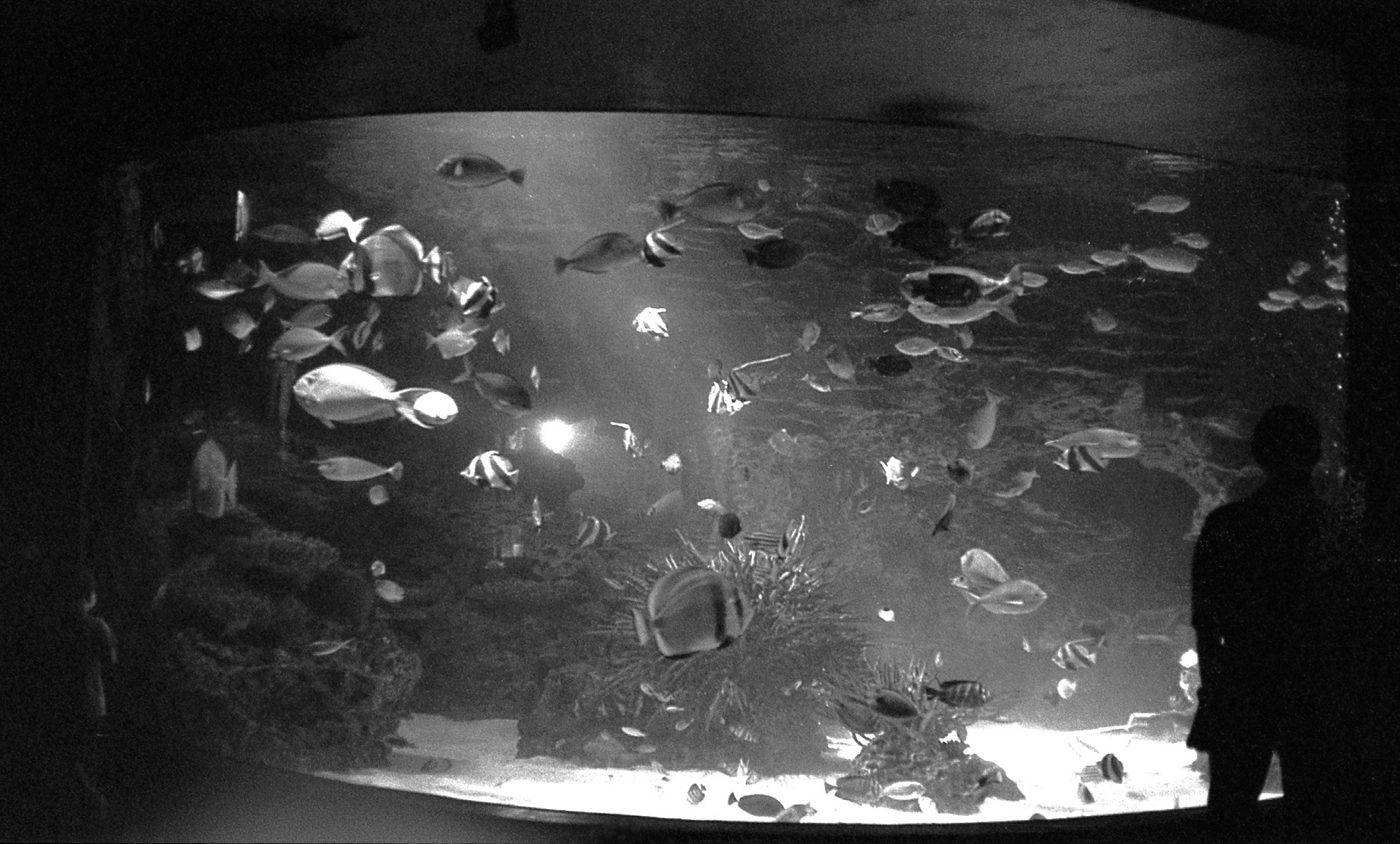 Ripley's Aquarium of the Smokies, TN, May 2024