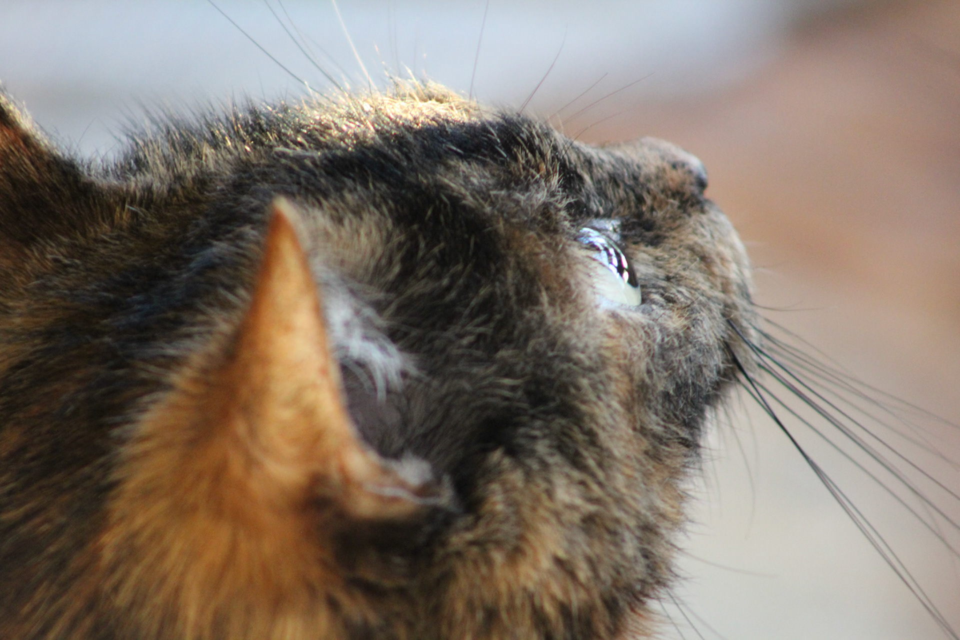 Tortoiseshell cat close-up, KY, Sep. 2023