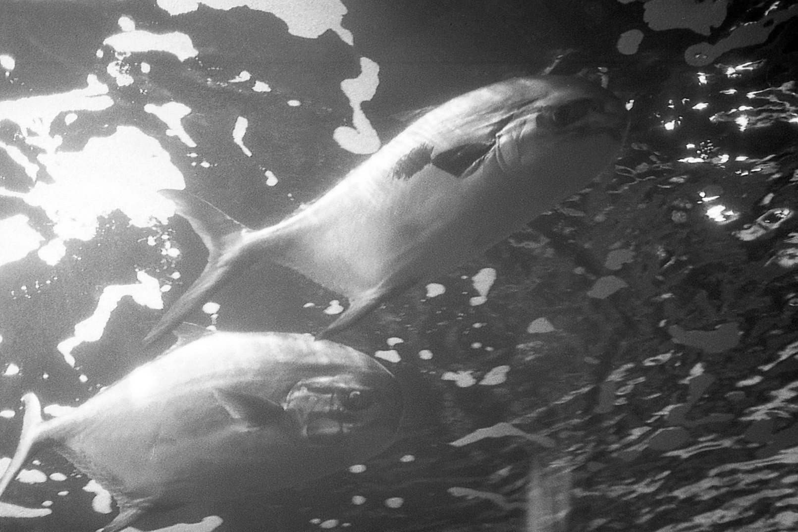 Newport Aquarium, KY, Nov. 2024