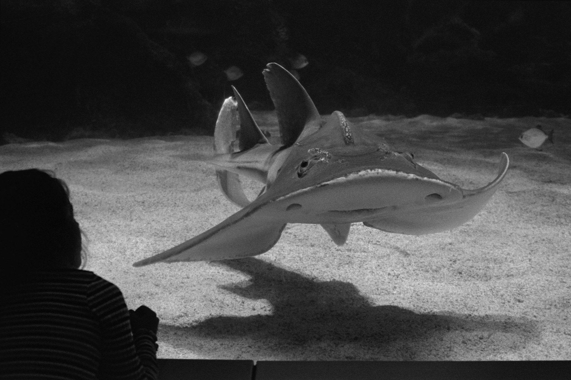 Newport Aquarium, KY, Nov. 2023