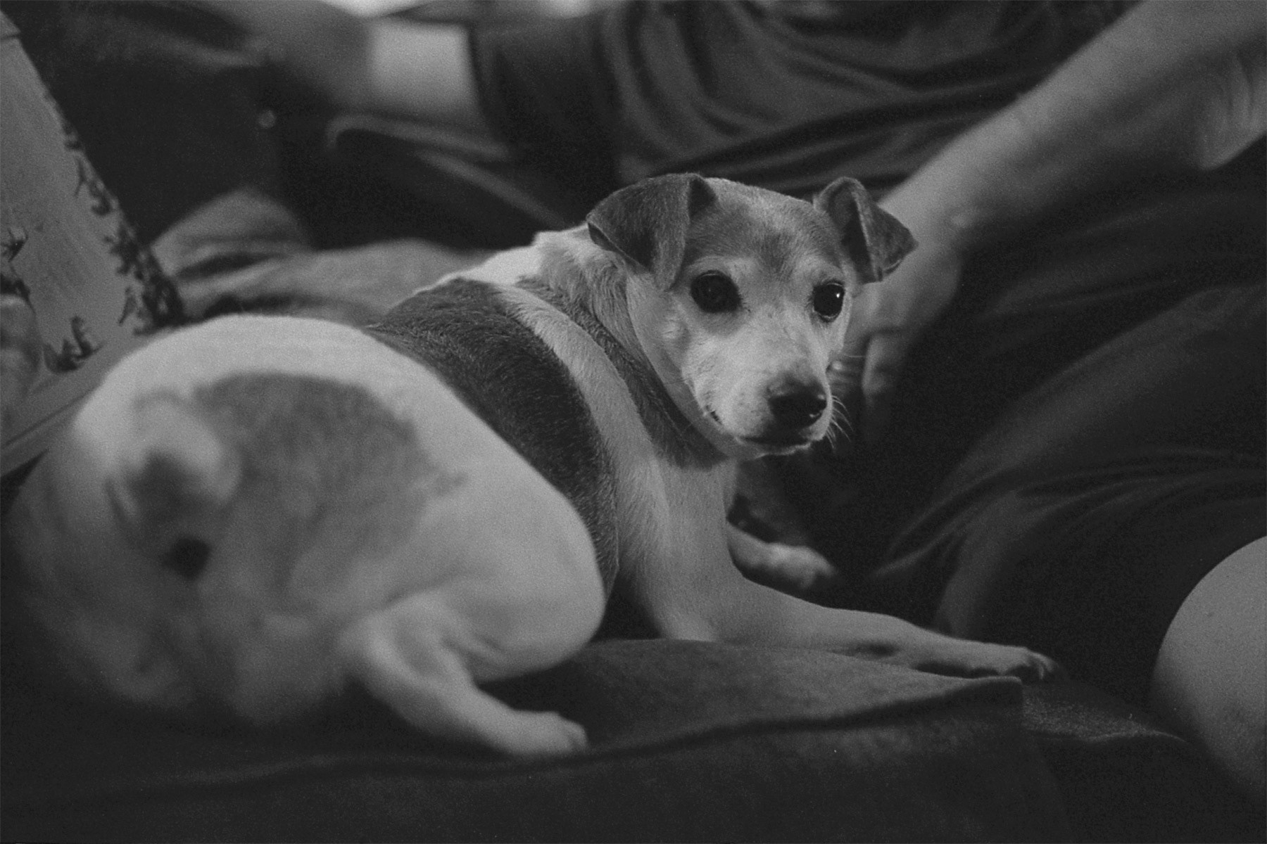 Jack Russell mix dog, KY, Apr. 2024