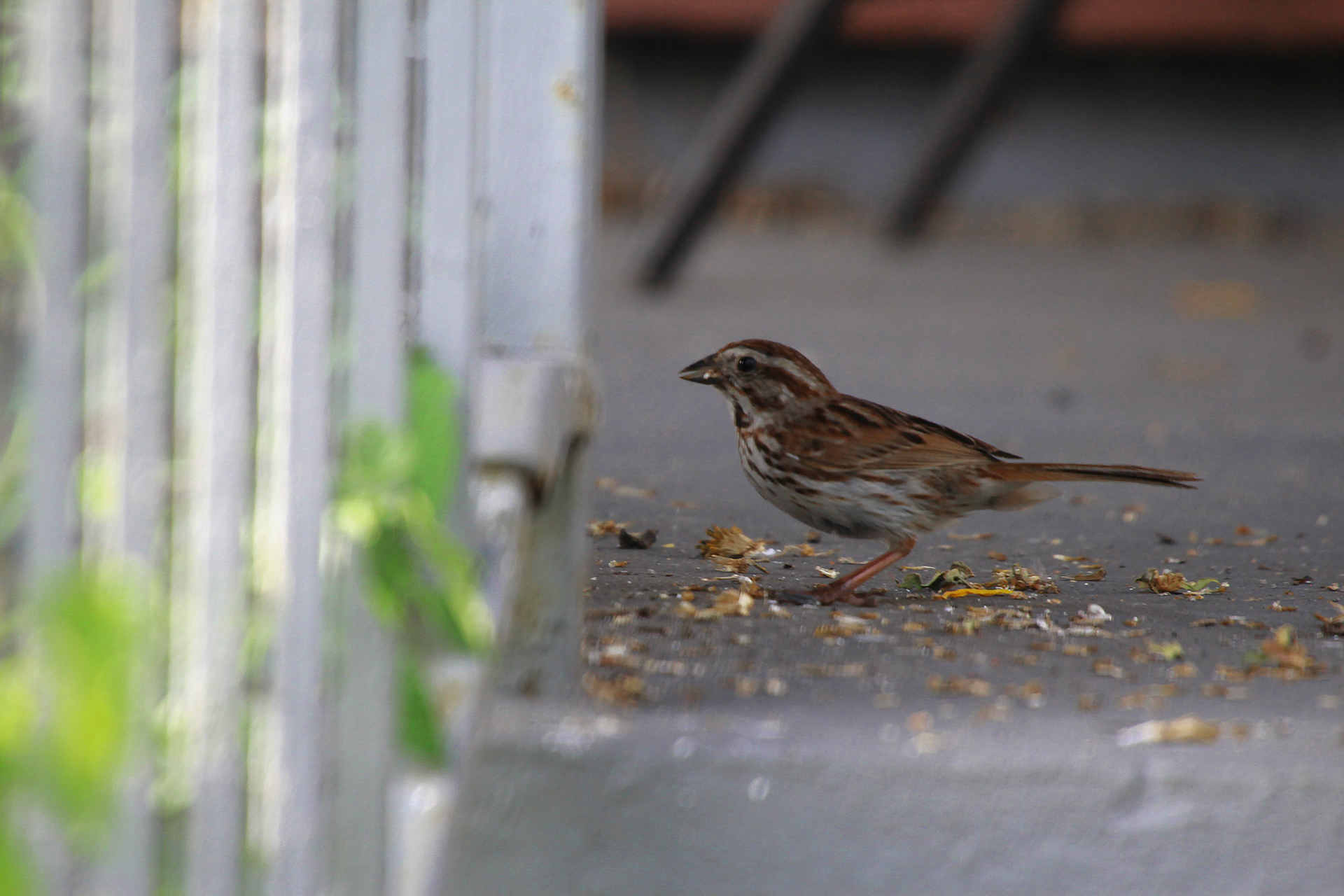 Song sparrow, KY, Aug. 2024