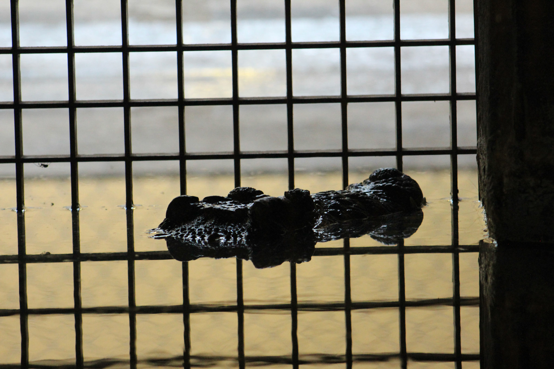 Louisville Zoo, KY, Aug. 2023