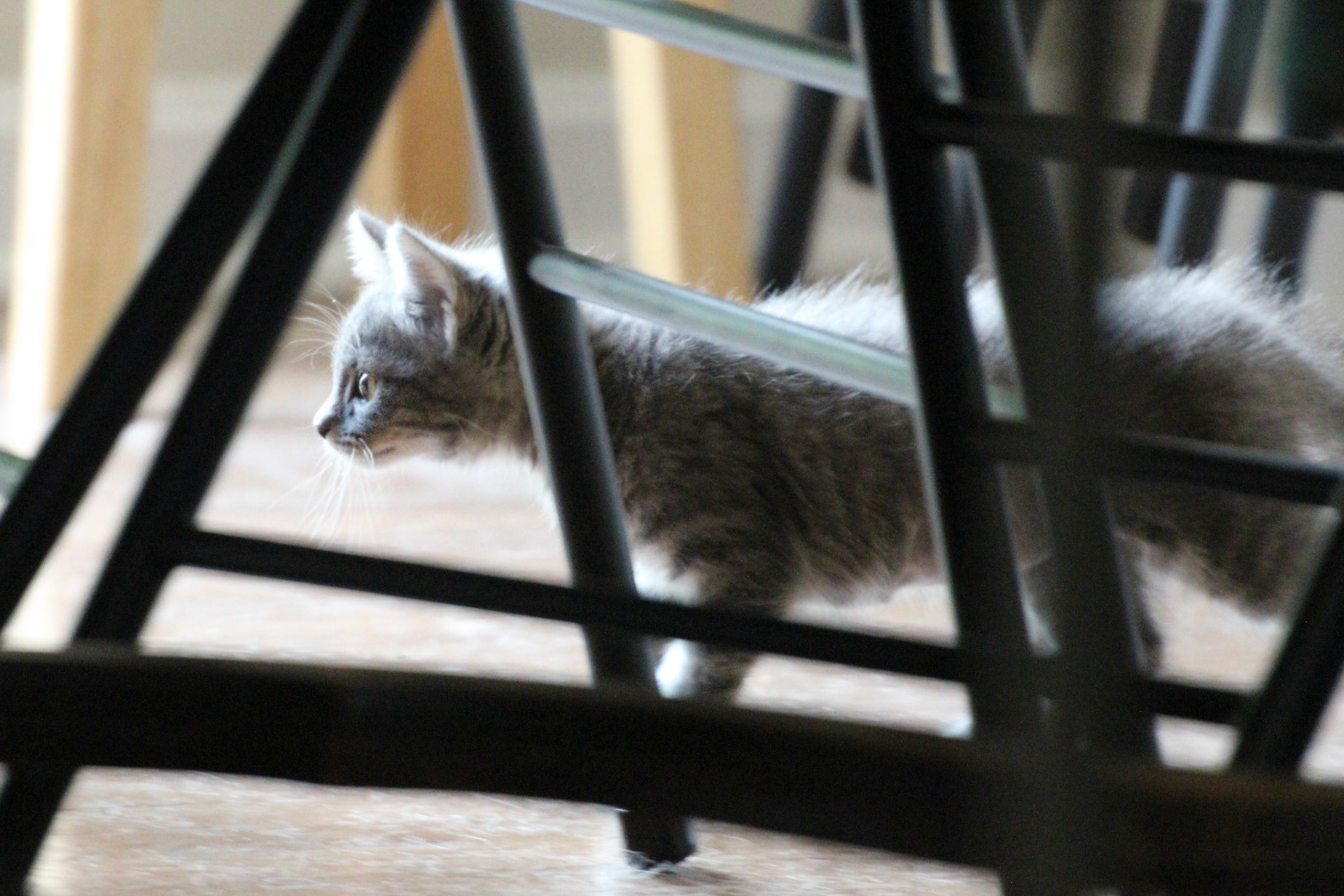 Tabby kitten, KY, Jun. 2024