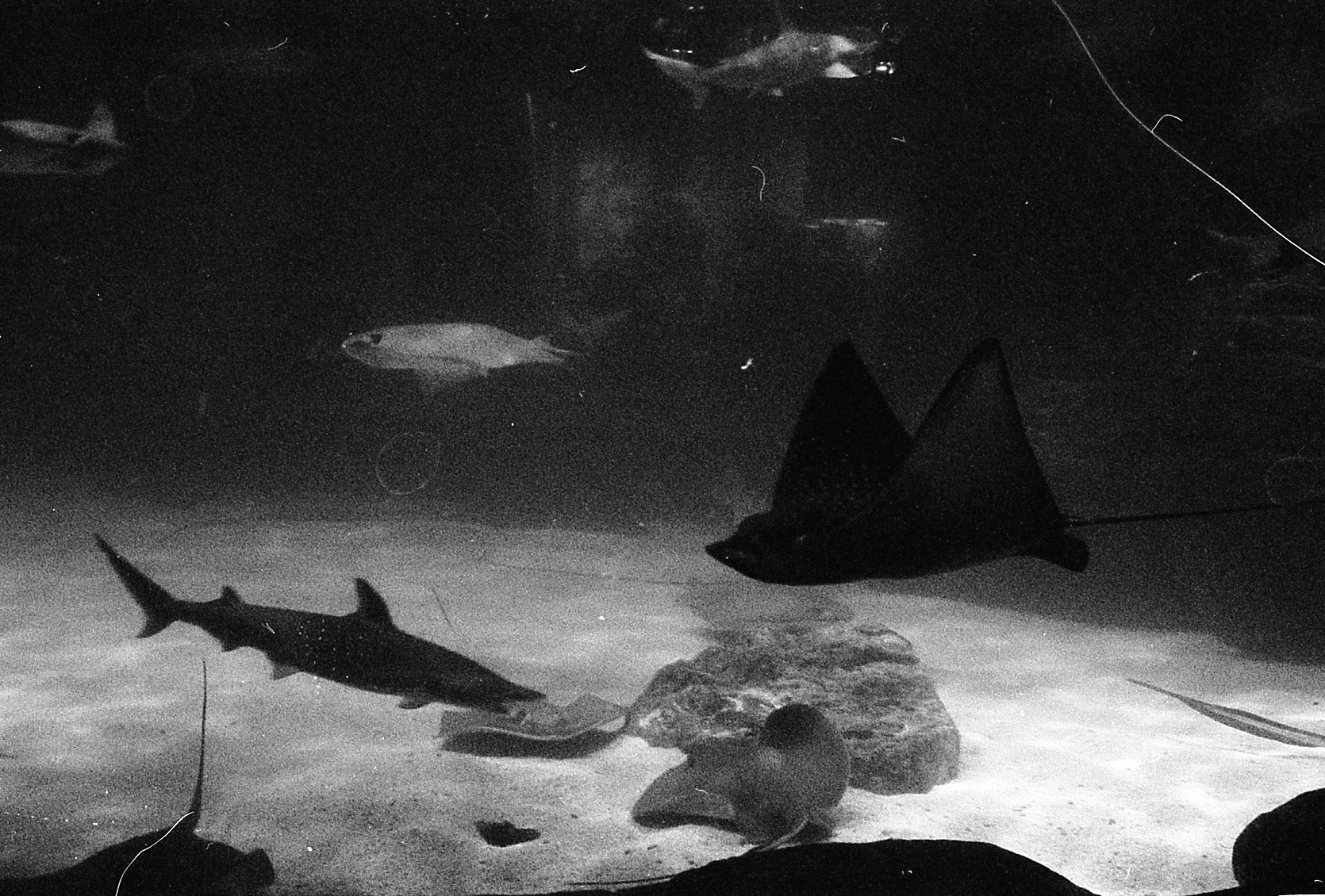 Ripley's Aquarium of the Smokies, TN, May 2024