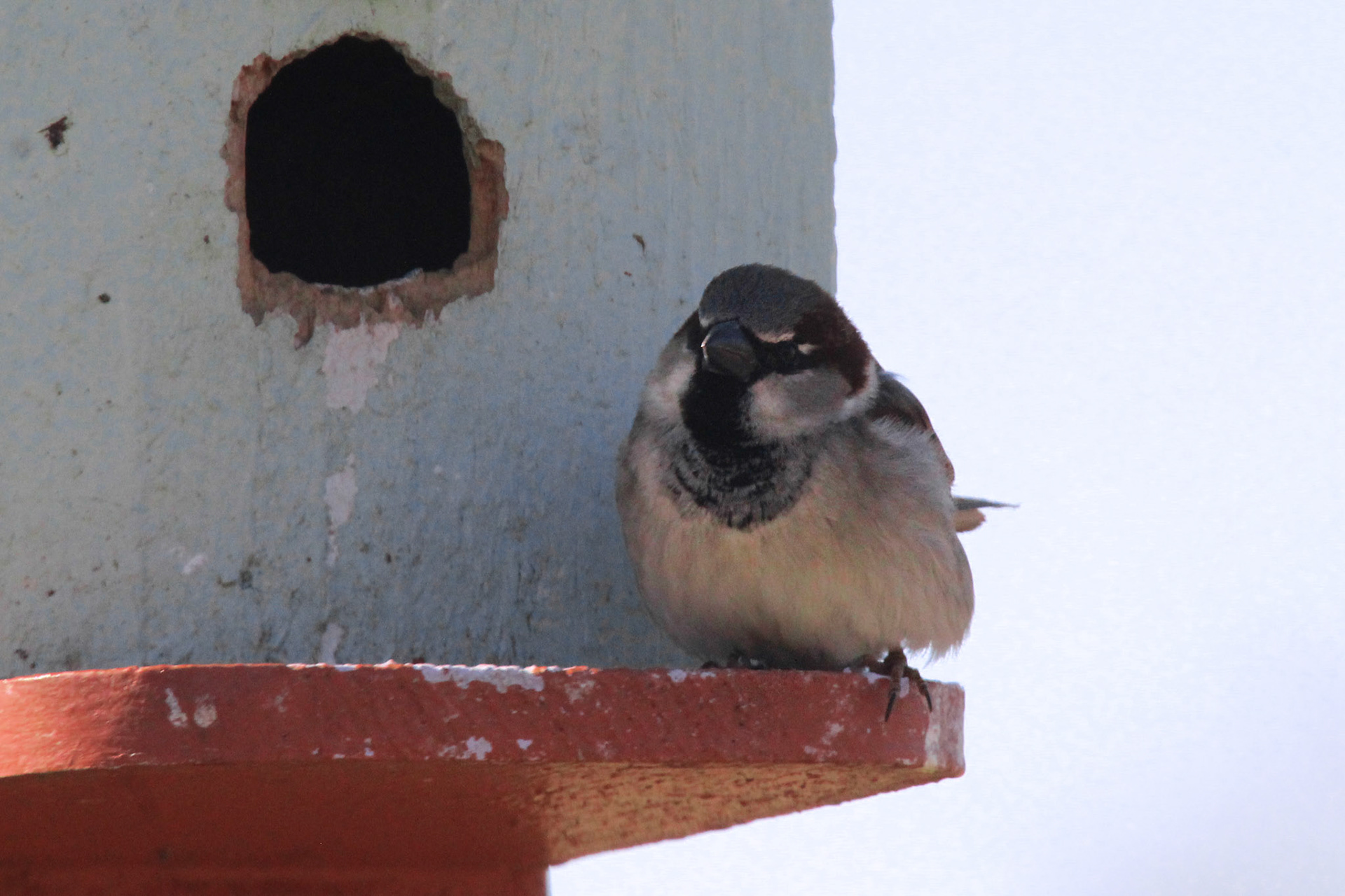 House sparrow, Highview Park, KY, Mar. 2025