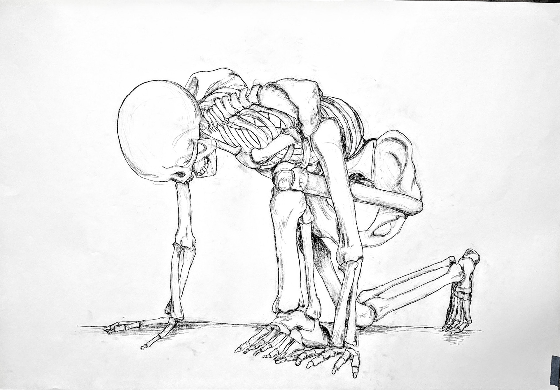 Figure drawing study: skeleton, charcoal pencil on paper, Feb. 2023