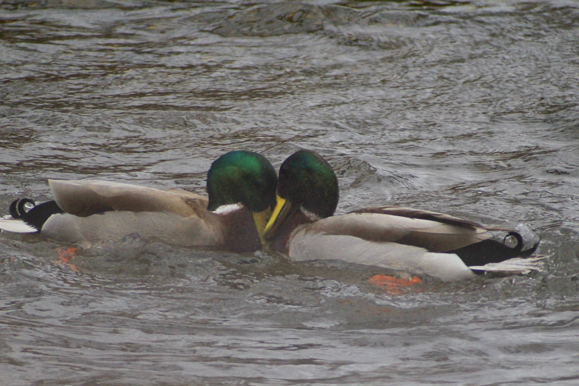 Pair of mallard ducks, Brown Park, KY, Mar. 2024