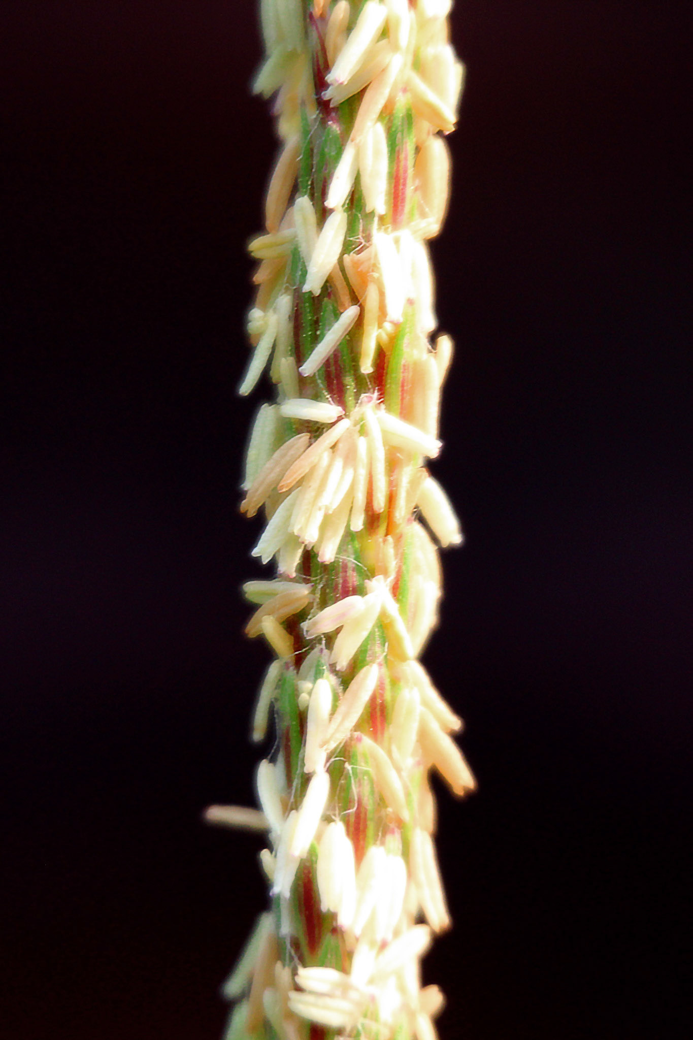 Close-up of young corn plant, KY, Jul. 2024